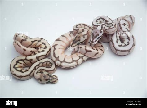 Ball Python Hatchling Care 的图像结果