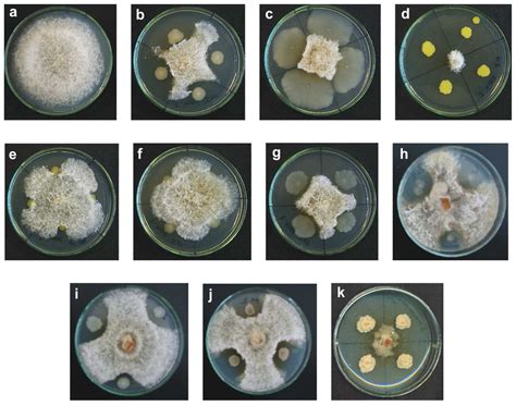 Isolation of Bacteria with Antifungal Activity against the ...