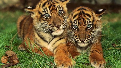 Cute Bengal Tiger Cubs