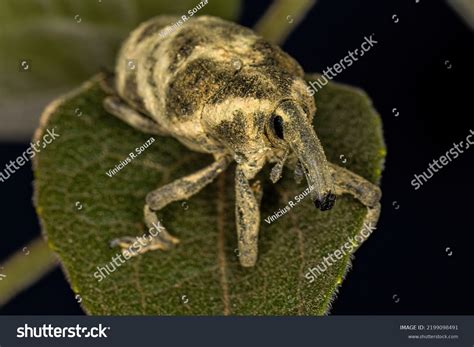 Adult True Weevil Species Ileomus Mucoreus Stock Photo 2199098491 ...