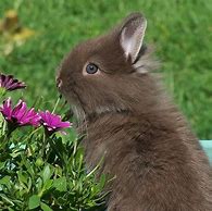 Image result for Lionhead Bunnies Cute