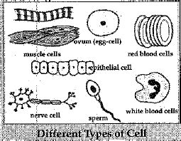 Class 9 Science: Sample Question Paper- 12 (With Solutions) PDF Download