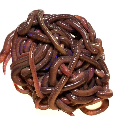 What Are Nightcrawler Worms at Randall Maupin blog