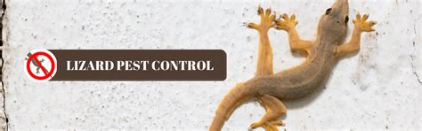 Pest Control Services For Lizards | Pest control Services in Gurgaon