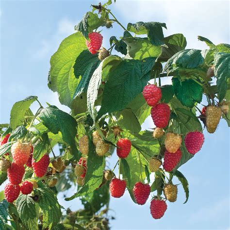 Raspberry 'Polka' Seeds – Garden Mithra