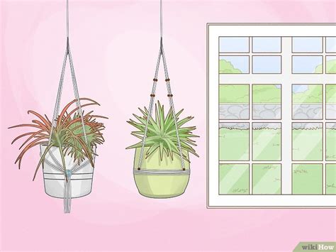 How to Mount Air Plants 的图像结果