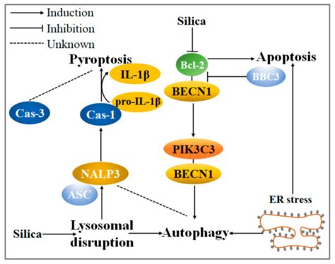 The Mechanism and Effect of Autophagy, Apoptosis, and Pyroptosis on the ...