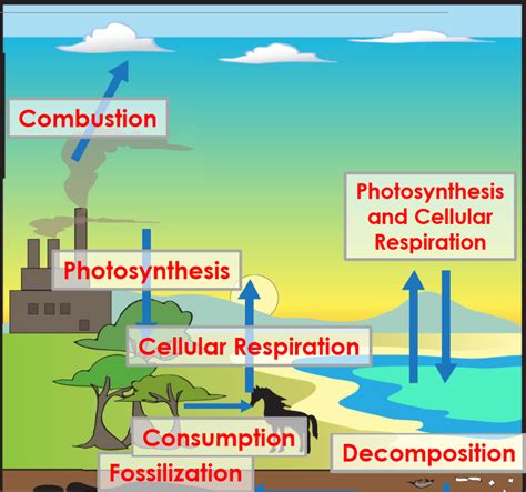 Cycle Graph Template 的图像结果