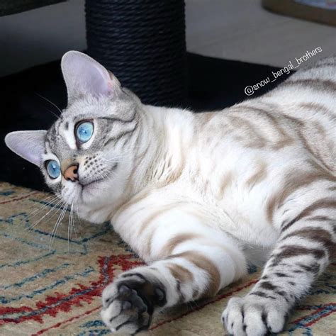 Snow Lynx Bengal Kitten For Sale at Lilly Armstrong blog