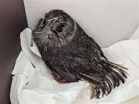 Owls | Wildlife Victoria