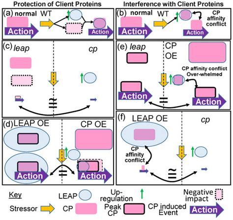 Late Embryogenesis Abundant Protein–Client Protein Interactions