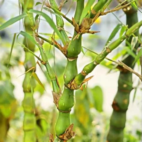 Bambusa ventricosa | Buddha Belly Bamboo – Lalit Enterprise