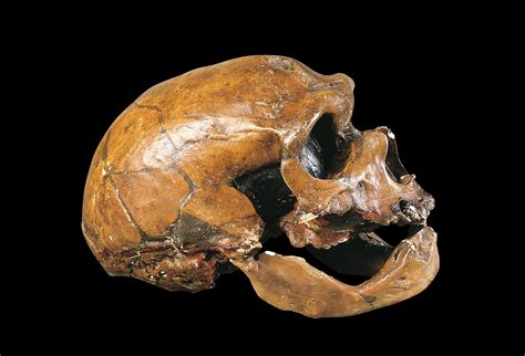 The last days of the Neanderthals | National Geographic