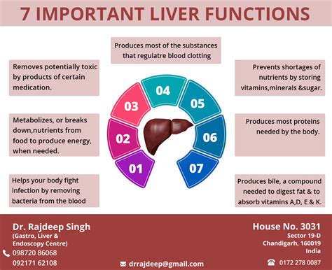 Image result for Liver Organ Function