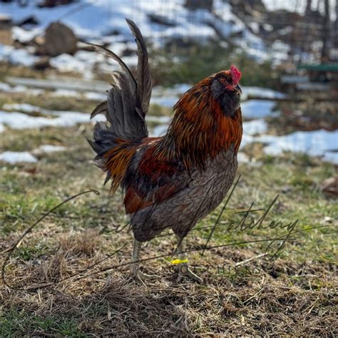 Black Araucana Chicken : Baby Chicks for Sale | Cackle Hatchery