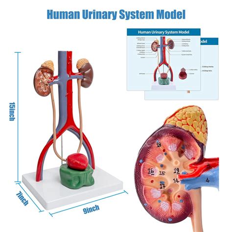 Bladder Model Labeled