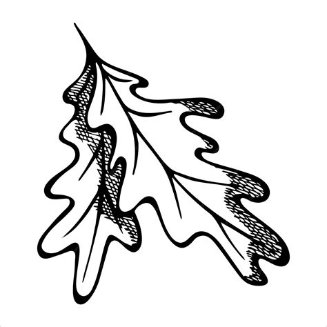 Ręcznie rysowane liście dębu Jesienna ilustracja do druku projektowanie ...