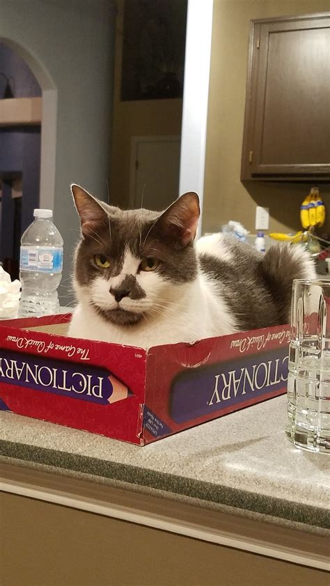 Image result for Grumpy Cat Game