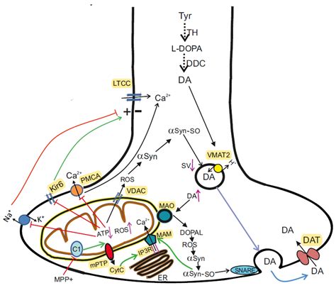 Molecular and Cellular Interactions in Pathogenesis of Sporadic Parkinson Disease - mechanism of parkinson's disease
