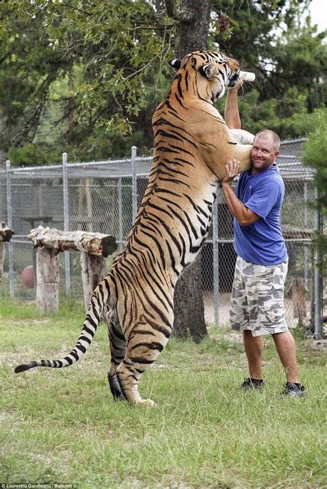 不要信任老虎！瑞士动物园老虎伤人，女饲养员被一只东北虎咬死_游客