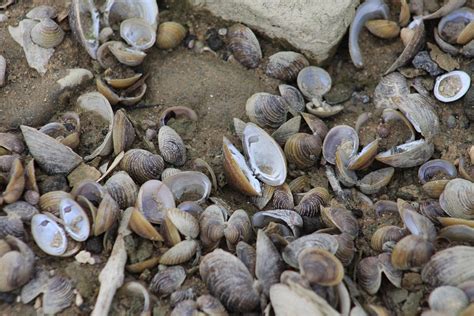 Image result for Musselshell High Resolution