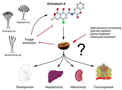 Occurrence of Ochratoxin A in Coffee: Threads and Solutions—A Mini-Review