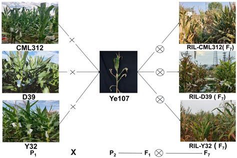 Dissection of Common Rust Resistance in Tropical Maize Multiparent ...