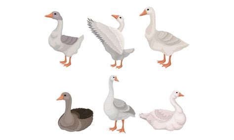 Grey and white geese standing with stretched wings and sitting on the ...