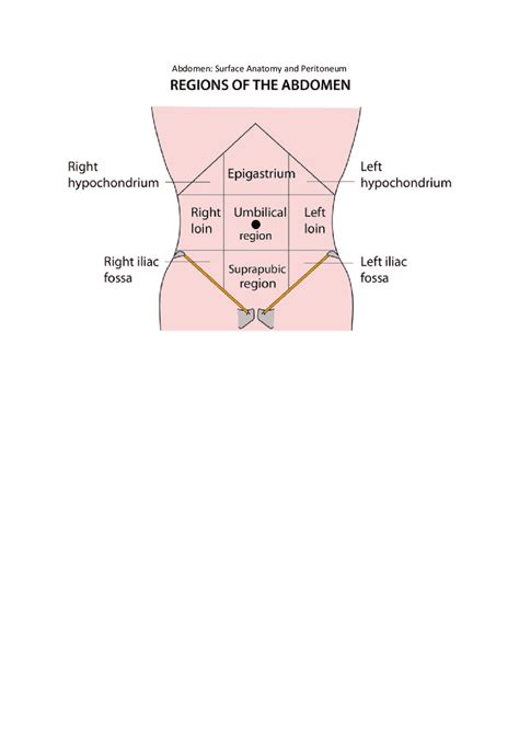 Iliac Fossa Anatomy