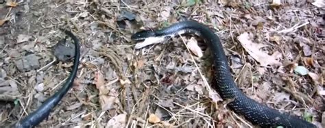 How to Make a Snake Trap Easy 的图像结果