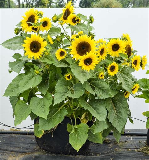 The best varieties for container gardening « Gardens Alive Blog