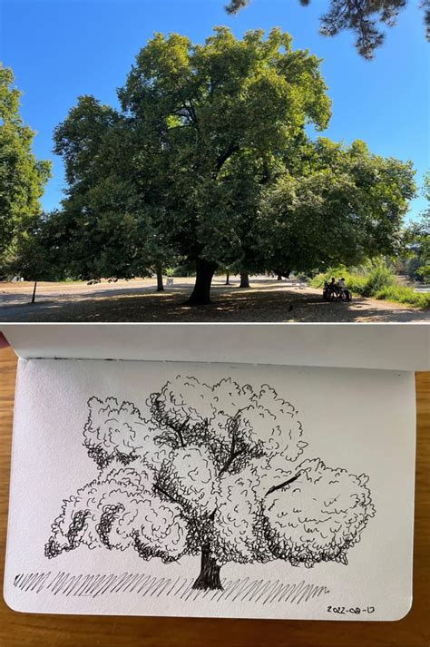 Image result for How to Draw a Simple Large Tree