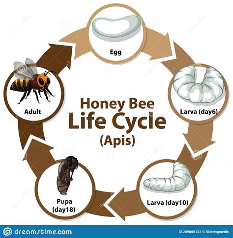 Diagram Showing Life Cycle of Honey Bee (Apis)