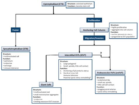MicroRNAs in Human Placental Development and Pregnancy Complications