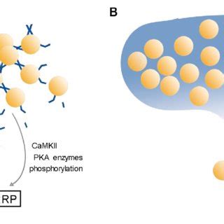 Syntribating Pool 的图像结果