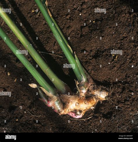 Underground Stem Ginger