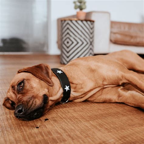 Dog collar belt style – Kanineindia