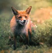 foxe 的图像结果