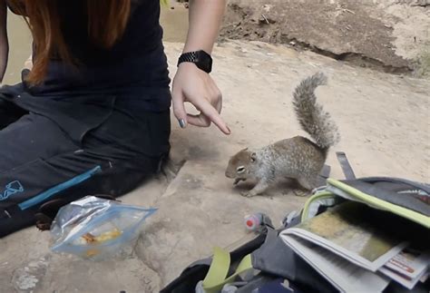 Most Dangerous Squirrels Are Squirrels Territorial, Aggressive?