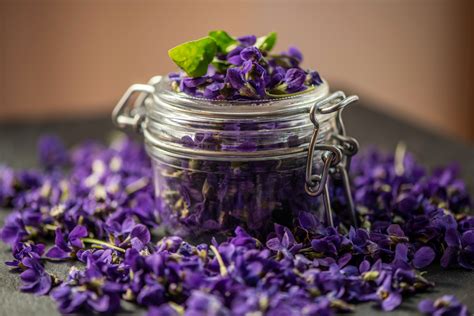 Healing Violets: Medicinal Uses You Need To Know