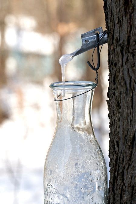 Image result for Homemade Maple Syrup Taps