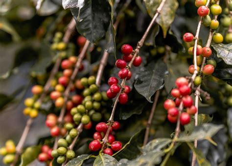 SPOT Coffee Specialty Green Coffee Beans | Mercon Specialty – StoneX ...