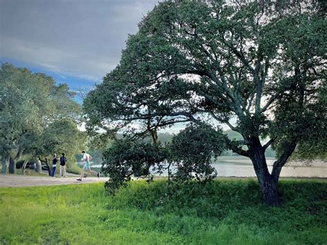 Quercus Agrifolia Find Trees & Learn | University Of Arizona Campus