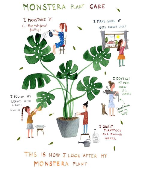 Monstera Care Tips - Indoor Plants