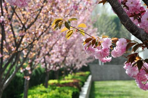 国家植物园内郁金香盛大开放，五彩斑斓犹如调色盘