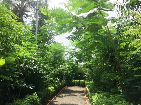 Miyawaki Forests: A Revolution in Greening Our Urban Spaces – Grow ...
