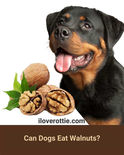 Can Dogs Eat Walnuts - I Love Rottie