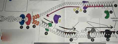 DNA Replication Structure 的图像结果