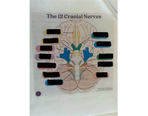 The 12 Cranial Nerves Quiz
