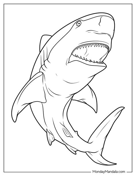 34 Shark Coloring Pages (Free PDF Printables)